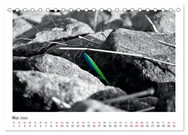 Produktbild: Gestrandet -Treibgut- (Tischkalender 2026 DIN A5 quer), CALVENDO Monatskalender