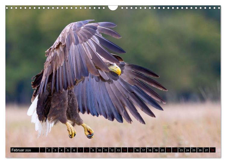 Produktbild: Seeadler in Polen (Wandkalender 2026 DIN A3 quer), CALVENDO Monatskalender