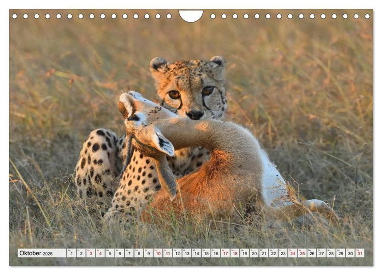 Produktbild: Faszinaton Afrika: Geparde (Wandkalender 2026 DIN A4 quer), CALVENDO Monatskalender
