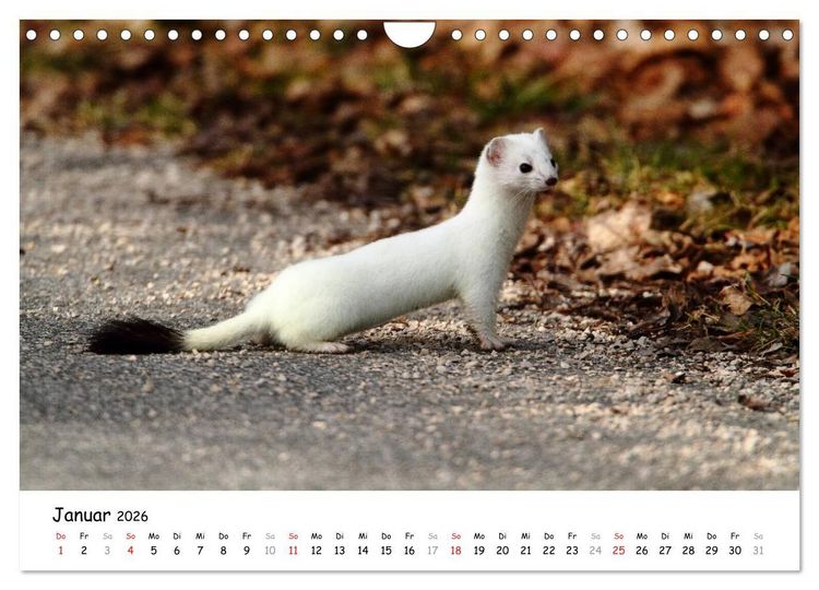 Produktbild: Hermelin - das wieselflinke Raubtier (Wandkalender 2026 DIN A4 quer), CALVENDO Monatskalender