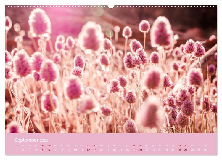 Produktbild: Down Under - Eine Reise durch Australien (Wandkalender 2026 DIN A2 quer), CALVENDO Monatskalender