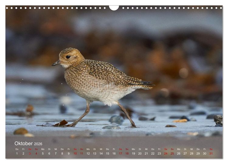Produktbild: V&ouml;gel an Deutschlands K&uuml;sten (Wandkalender 2026 DIN A3 quer), CALVENDO Monatskalender