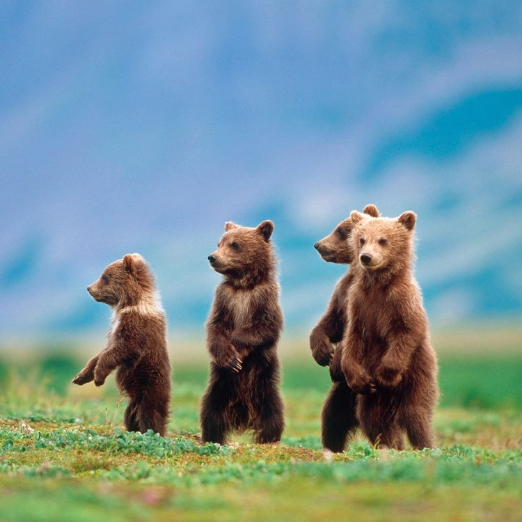 Produktbild: Bears 2027