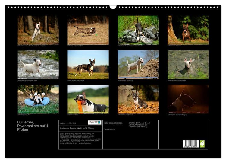 Produktbild: Bullterrier, Powerpakete auf 4 Pfoten (Wandkalender 2026 DIN A2 quer), CALVENDO Monatskalender