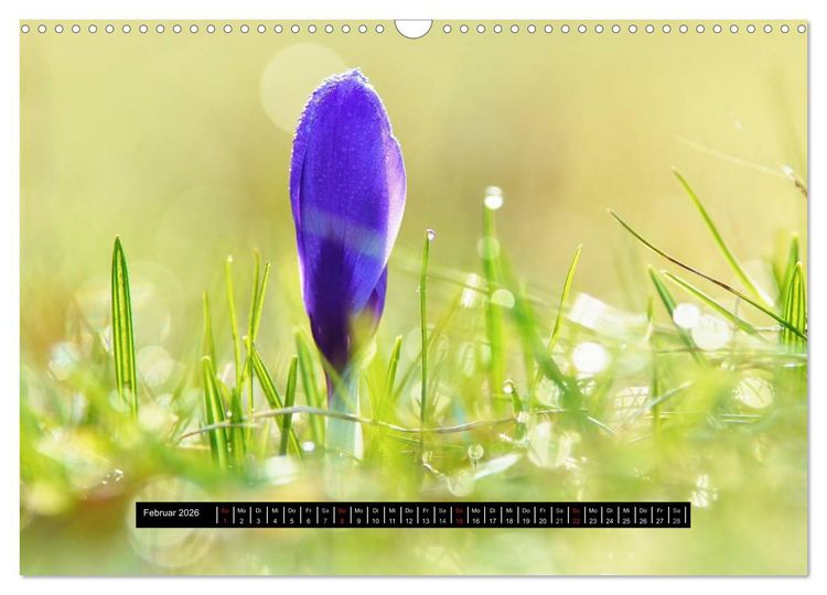 Produktbild: Bl&uuml;ten-Zauber am Wegesrand 2026 (Wandkalender 2026 DIN A3 quer), CALVENDO Monatskalender