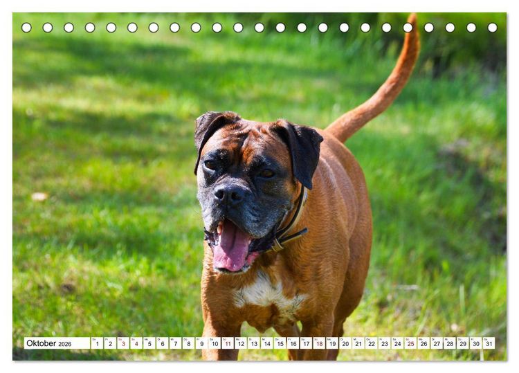 Produktbild: Muskelprotz Boxer (Tischkalender 2026 DIN A5 quer), CALVENDO Monatskalender