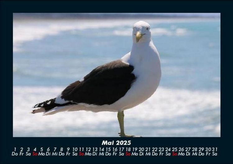 Produktbild: M&ouml;wen 2025 Fotokalender DIN A5