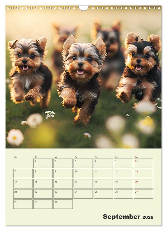 Produktbild: Yorkshire Terrier. Fr&ouml;hliche Energieb&uuml;ndel in Aktion (Wandkalender 2026 DIN A3 hoch), CALVENDO Monatskalender