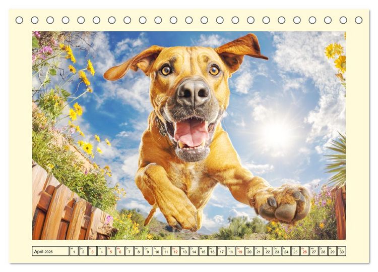 Produktbild: Rhodesian Ridgeback. Kraft und Sanftmut in vollkommener Balance (Tischkalender 2026 DIN A5 quer), CALVENDO Monatskalender