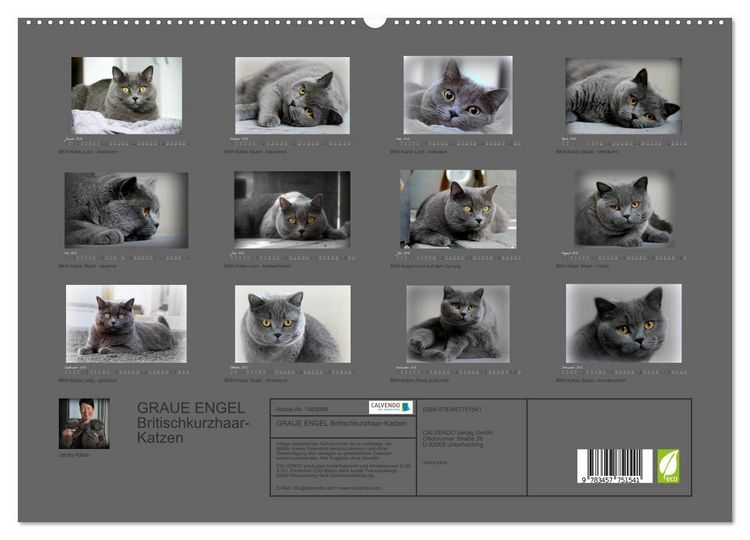 Produktbild: GRAUE ENGEL Britischkurzhaar-Katzen (hochwertiger Premium Wandkalender 2026 DIN A2 quer), Kunstdruck in Hochglanz