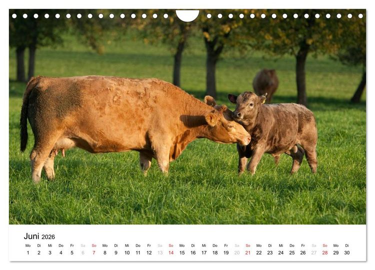 Produktbild: Bunte Welt des Bauernhofs (Wandkalender 2026 DIN A4 quer), CALVENDO Monatskalender
