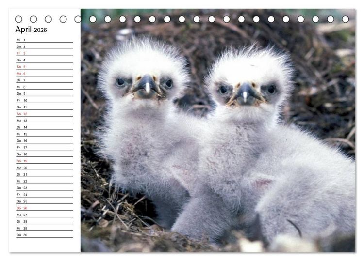 Produktbild: Wei&szlig;kopfseeadler. Symbol der Freiheit (Tischkalender 2026 DIN A5 quer), CALVENDO Monatskalender