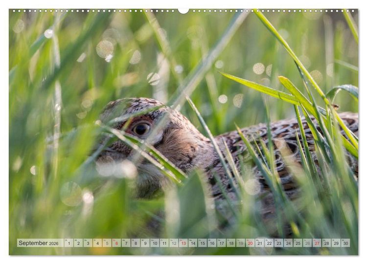 Produktbild: Emotionale Momente: Der Jagdfasan. (Wandkalender 2026 DIN A2 quer), CALVENDO Monatskalender