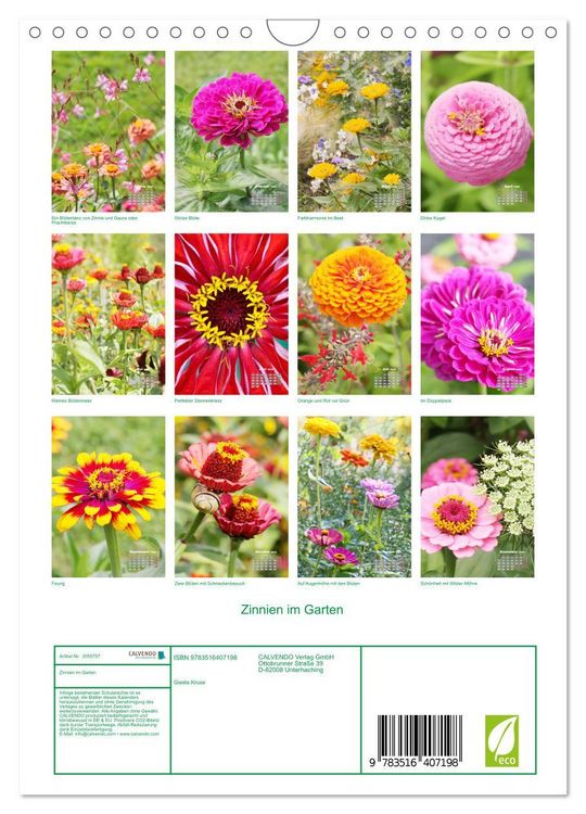 Produktbild: Zinnien im Garten (Wandkalender 2026 DIN A4 hoch), CALVENDO Monatskalender