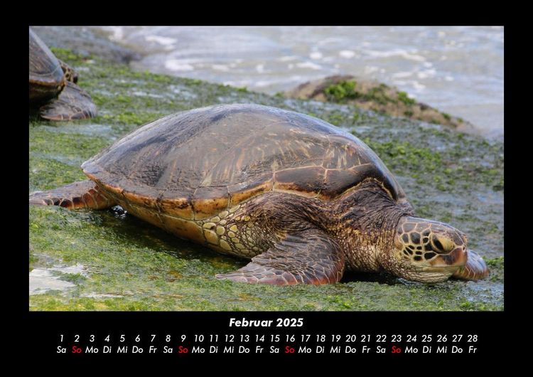 Produktbild: Schildkr&ouml;tenzauber 2025 Fotokalender DIN A3