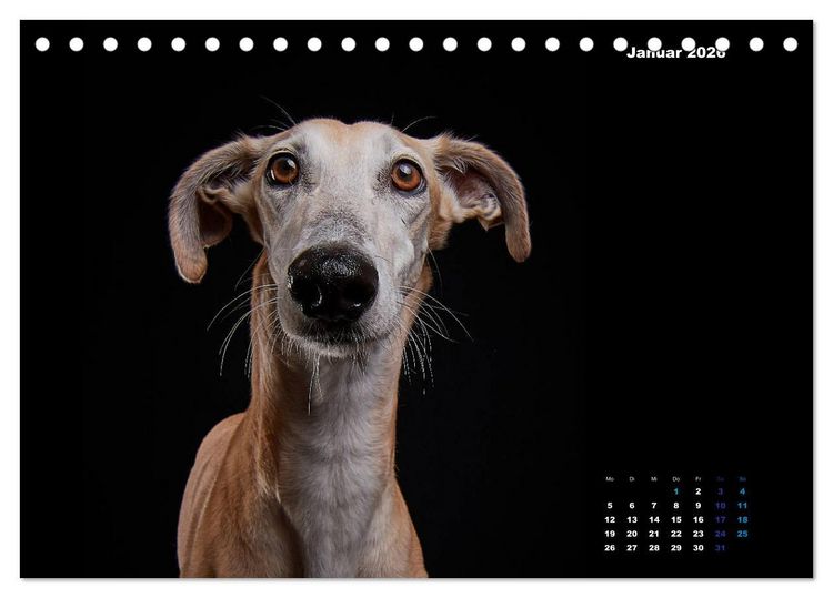 Produktbild: Die Stimme der Windhunde (Tischkalender 2026 DIN A5 quer), CALVENDO Monatskalender