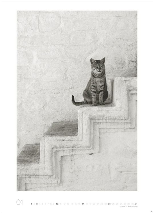 Produktbild: Cats Edition Kalender 2027