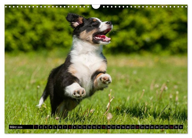Produktbild: Bekannt wie ein bunter Hund. Australian Shepherd (Wandkalender 2026 DIN A3 quer), CALVENDO Monatskalender