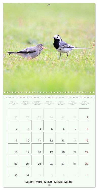 Produktbild: La parade des plumes (Calendrier mural carr&eacute; 2026 30x30 cm) Calendrier double avec une page pour vos prises de notes