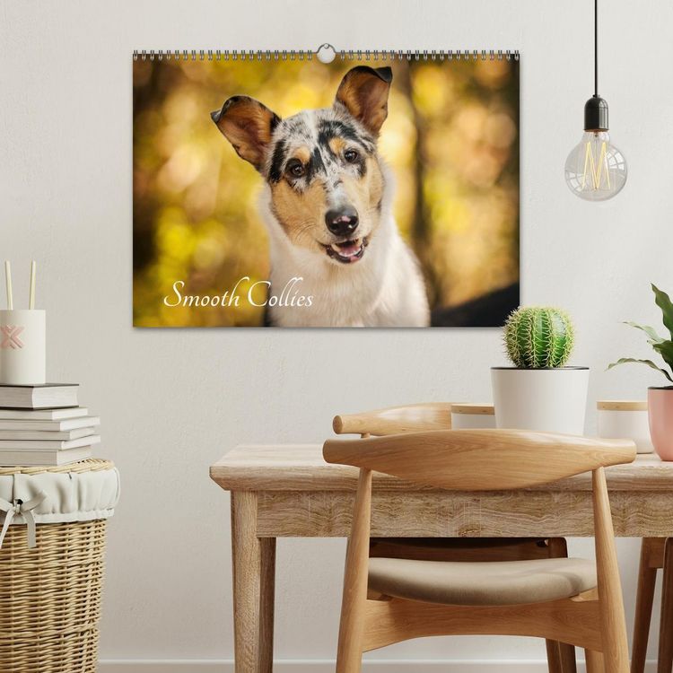 Produktbild: Smooth Collies (Wandkalender 2026 DIN A3 quer), CALVENDO Monatskalender