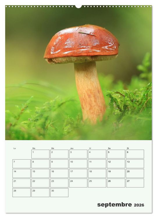 Produktbild: Champignons magiques - Beaut&eacute;s &eacute;ph&eacute;m&egrave;res (Calendrier mural 2026 DIN A2 horizontal), CALVENDO calendrier mensuel