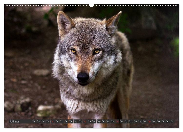 Produktbild: W&ouml;lfe. Graue Eminenzen (hochwertiger Premium Wandkalender 2026 DIN A2 quer), Kunstdruck in Hochglanz