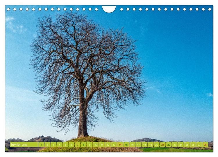 Produktbild: Solitude verdoyante (Calendrier mural 2026 DIN A4 vertical), CALVENDO calendrier mensuel