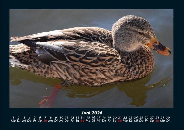 Produktbild: Enten 2026 Fotokalender DIN A4