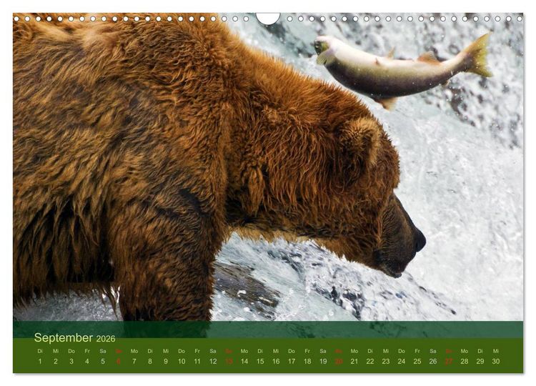 Produktbild: Der B&auml;renkalender 2026 (Wandkalender 2026 DIN A3 quer), CALVENDO Monatskalender