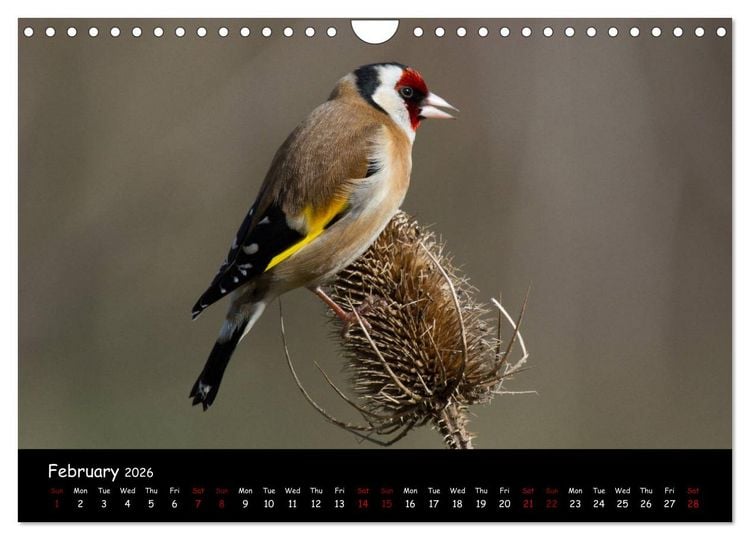 Produktbild: Popular garden birds of the united kingdom (Wall Calendar 2026 DIN A4 landscape), CALVENDO 12 Month Wall Calendar