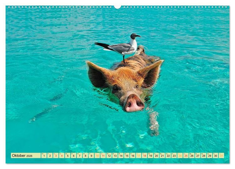 Produktbild: Lustig und verr&uuml;ckt - der ganz andere Tierkalender (Wandkalender 2026 DIN A2 quer), CALVENDO Monatskalender