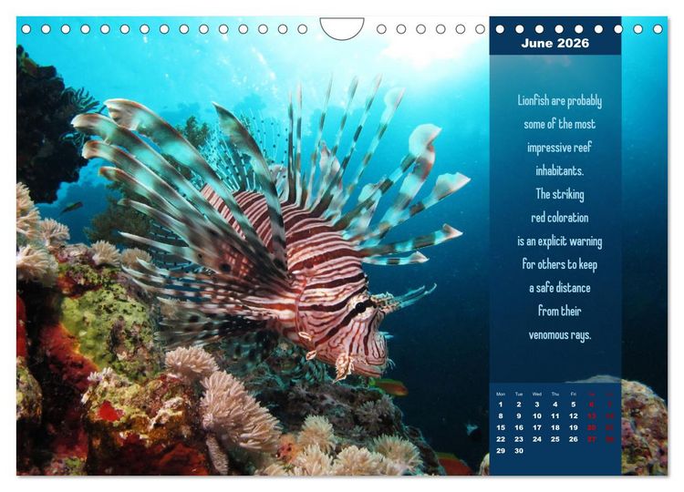 Produktbild: Diving into the Red Sea (Wall Calendar 2026 DIN A4 landscape), CALVENDO 12 Month Wall Calendar