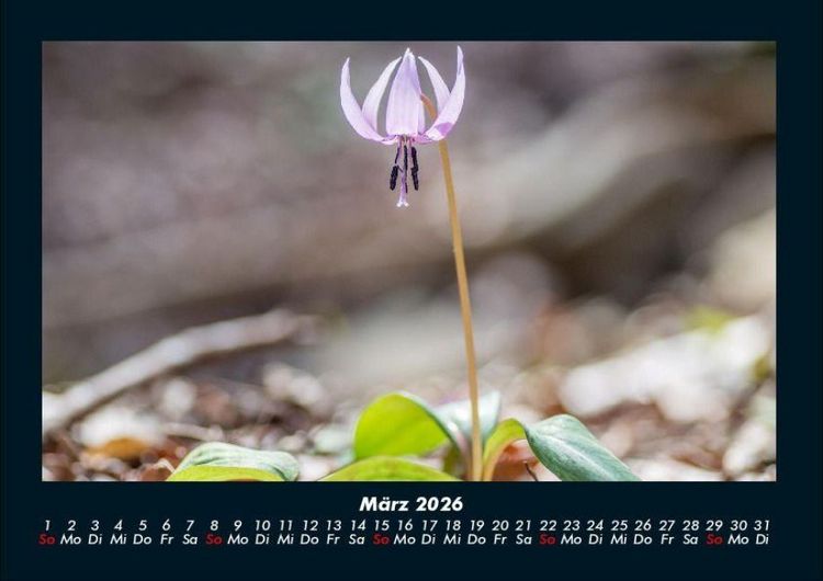 Produktbild: Blumentr&auml;ume 2026 Fotokalender DIN A4