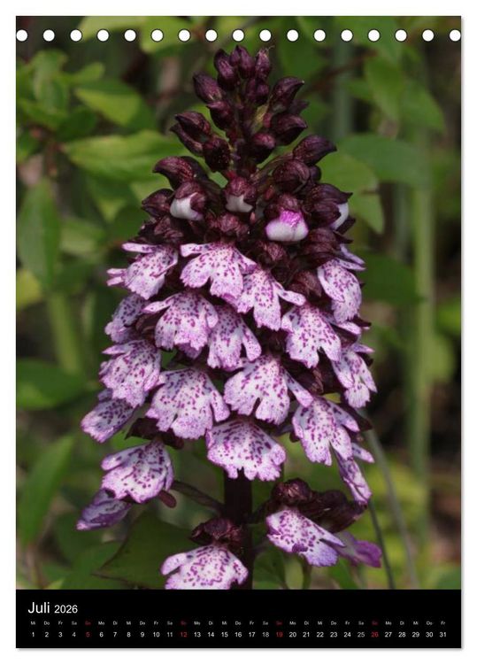 Produktbild: Wildwachsende Orchideen in Deutschland (Tischkalender 2026 DIN A5 hoch), CALVENDO Monatskalender