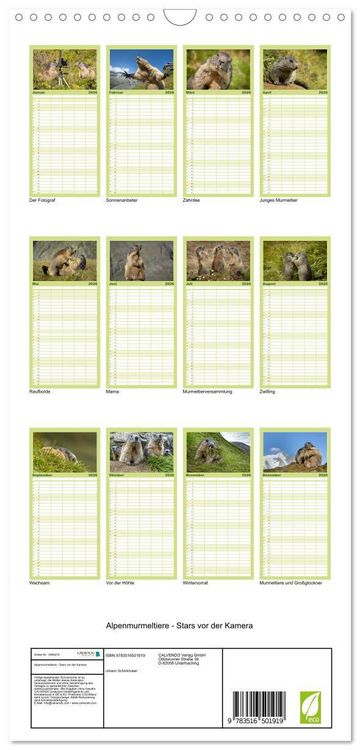 Produktbild: Familienplaner 2026 - Alpenmurmeltiere - Stars vor der Kamera mit 5 Spalten (Wandkalender, 21 x 45 cm) CALVENDO