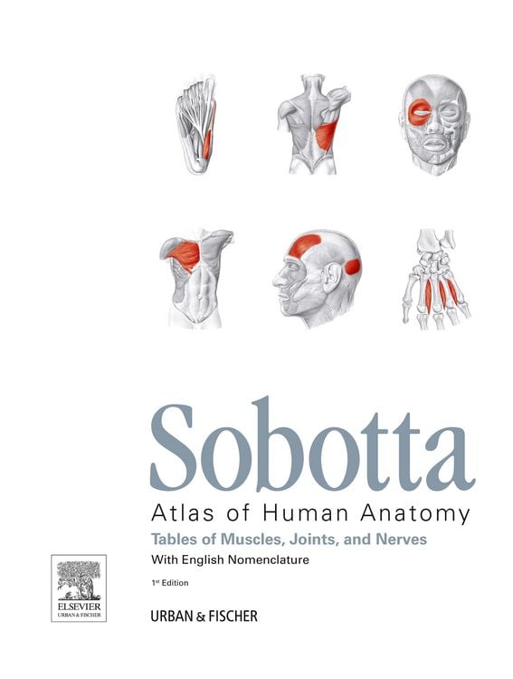 Produktbild: Sobotta Tables of Muscles, Joints and Nerves, English