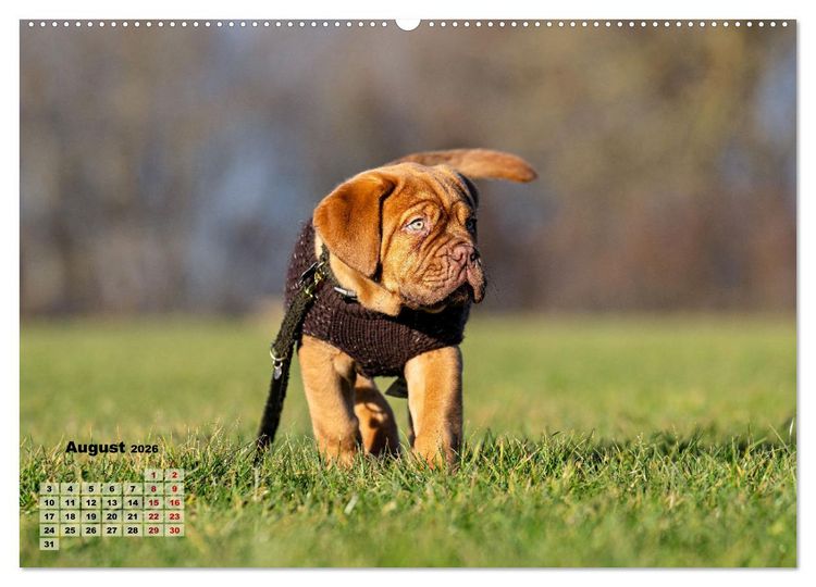 Produktbild: Eine kleine Bordeauxdogge entdeckt die Welt (hochwertiger Premium Wandkalender 2026 DIN A2 quer), Kunstdruck in Hochglanz