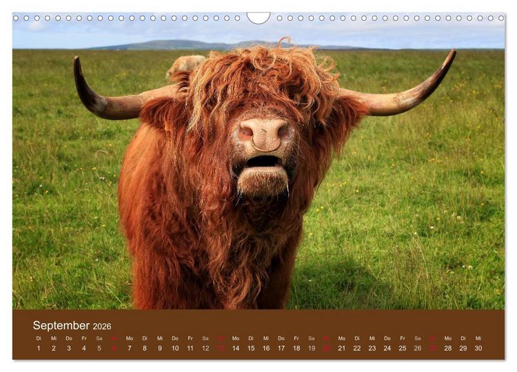 Produktbild: Schottische Hochlandrinder - Highland Cattle (Wandkalender 2026 DIN A3 quer), CALVENDO Monatskalender