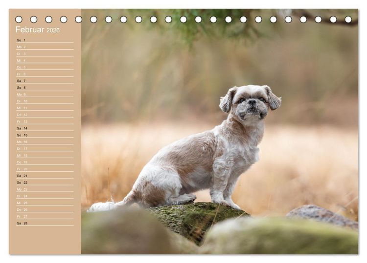 Produktbild: Hunde im Fokus (Tischkalender 2026 DIN A5 quer), CALVENDO Monatskalender
