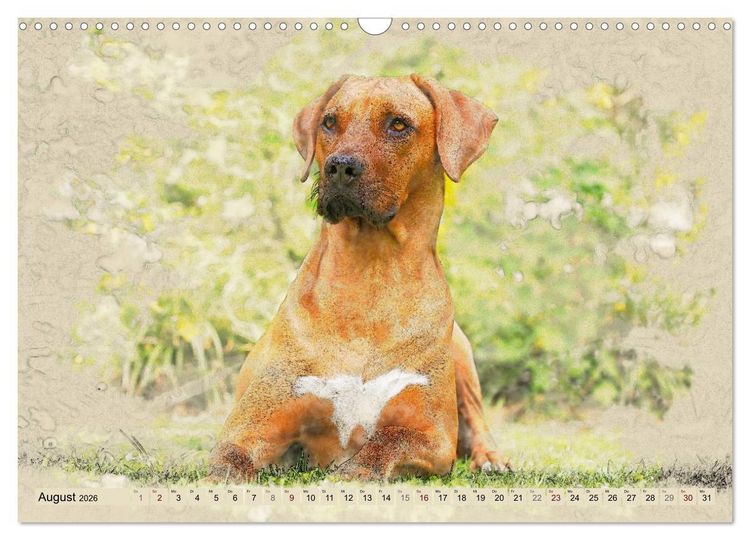 Produktbild: Rhodesian Ridgeback 2026 (Wandkalender 2026 DIN A3 quer), CALVENDO Monatskalender