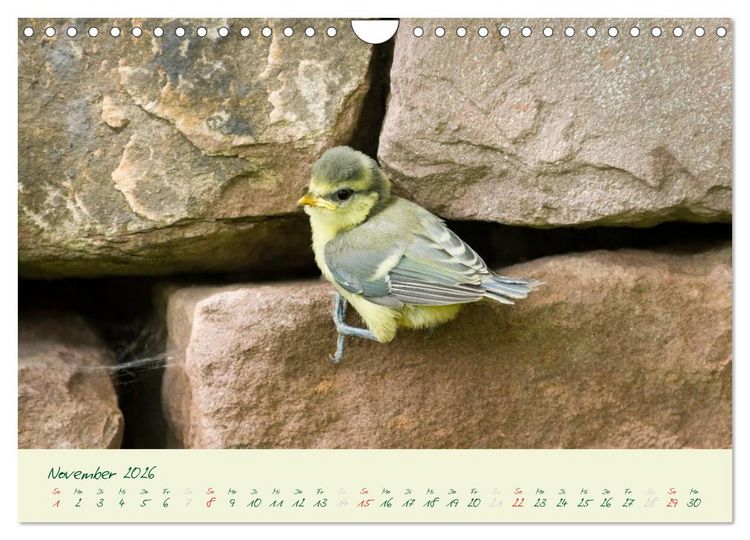 Produktbild: Elternzeit - das Familienleben der Blaumeisen (Wandkalender 2026 DIN A4 quer), CALVENDO Monatskalender