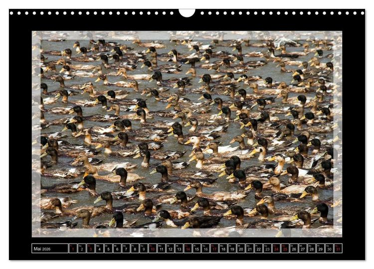 Produktbild: Kerala - Impressionen aus S&uuml;dindien (Wandkalender 2026 DIN A3 quer), CALVENDO Monatskalender