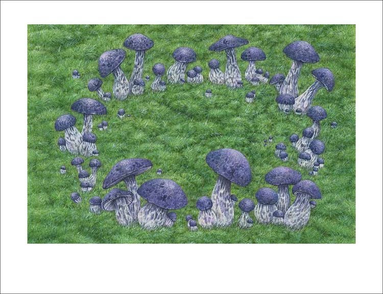 Produktbild: Pilze