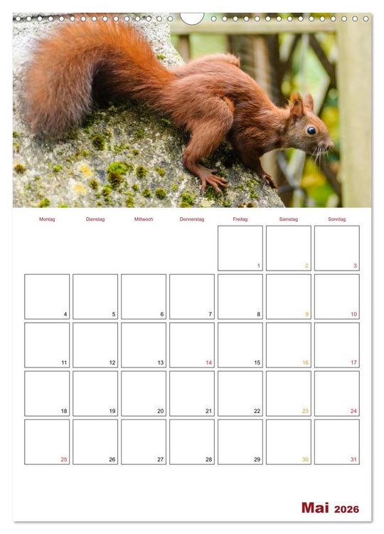Produktbild: Eichh&ouml;rnchen Planer 2026 (Wandkalender 2026 DIN A3 hoch), CALVENDO Monatskalender