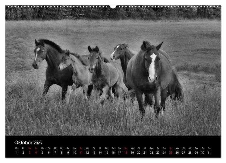 Produktbild: Pferde 2026 Wild Thing (Wandkalender 2026 DIN A2 quer), CALVENDO Monatskalender