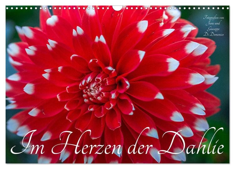 Produktbild: Im Herzen der Dahlie (Wandkalender 2026 DIN A3 quer), CALVENDO Monatskalender