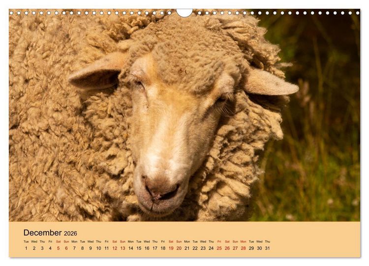 Produktbild: Our farm animals (Wall Calendar 2026 DIN A3 landscape), CALVENDO 12 Month Wall Calendar