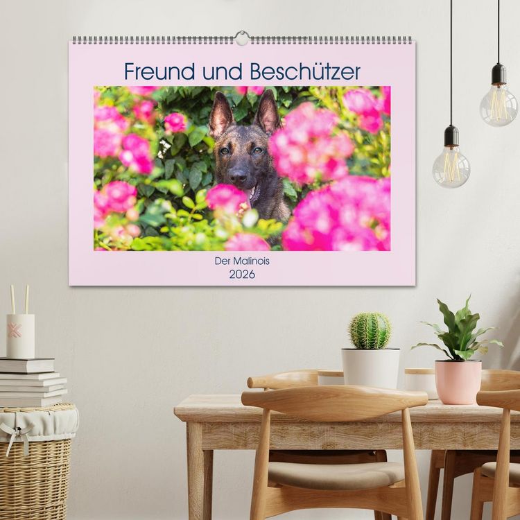 Produktbild: Freund und Besch&uuml;tzer - Der Malinois (Wandkalender 2026 DIN A2 quer), CALVENDO Monatskalender