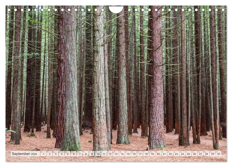 Produktbild: W&auml;lder der Welt (Wandkalender 2026 DIN A4 quer), CALVENDO Monatskalender