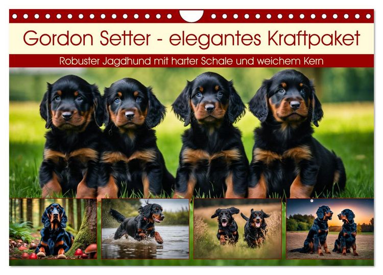 Produktbild: Gordon Setter - elegantes Kraftpaket (Wandkalender 2026 DIN A4 quer), CALVENDO Monatskalender